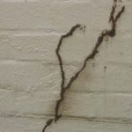 Cara menghilangkan rayap di dinding
