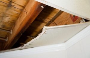 Cara membasmi rayap di plafon rumah agar tidak ambrol
