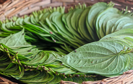 Gambar Obat Rayap Tradisional dari daun sirih dan daun pepaya